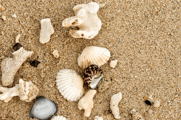 seashells on the sand
