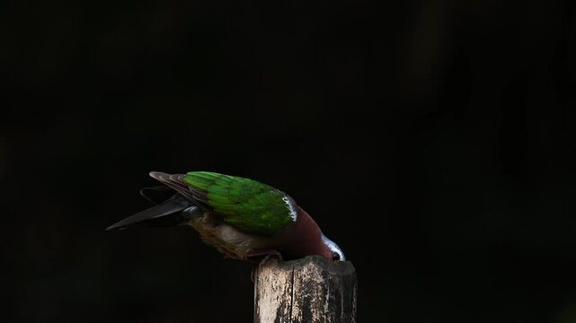 4K footage of beautiful common emerald dove bird against dark background