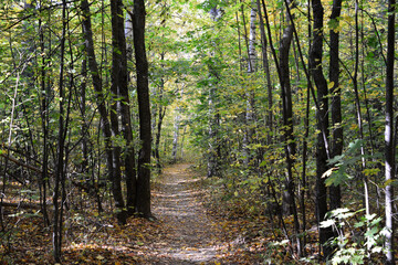 Fototapeta premium a path through a forest with a tree in the middle 