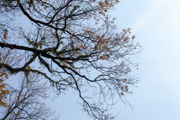 Obraz premium Trees in the rainforest