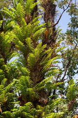 Trees in the rainforest