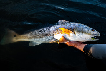 Tailing Redfish