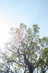 Trees in the rainforest