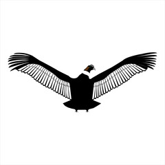 Reino animal el condor andino 