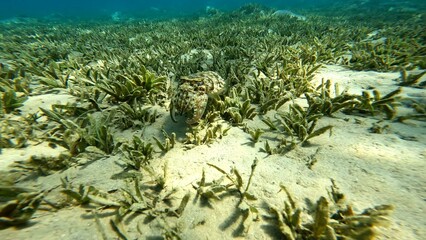 Acanthosepion pharaonis floating on the coast of the Red Sea in the Hurghada area. Resting during...