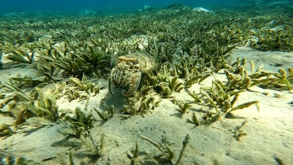 Acanthosepion pharaonis floating on the coast of the Red Sea in the Hurghada area. Resting during the day for today the sea. 