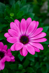 close up of pink flower