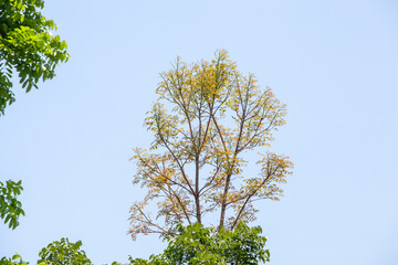 Trees in the rainforest