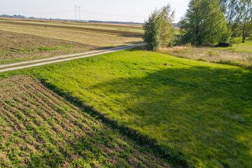 A serene landscape featuring lush green fields and a winding dirt road, perfect for evoking peaceful rural vibes.