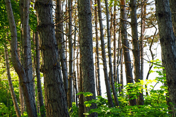 Fototapeta premium Trees growing on a dune by the Baltic Sea in Ustronie Morskie, West Pomerania, Poland
