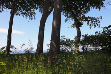A dune with trees at the Baltic Sea in Ustronie Morskie, West Pomerania, Poland