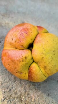Fruit known as elephant apple outdoors in Rio de Janeiro.