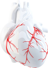 White anatomical heart showing coronary arteries on transparent background