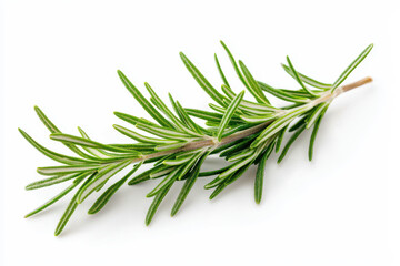 Fototapeta premium Fresh rosemary sprig on white background, ideal for culinary, herbal, or decorative purposes in various designs.