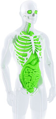 Human anatomy showing green digestive system