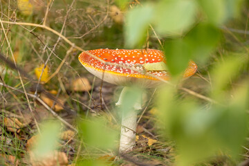 Red and white mushroom growing in green grass