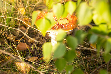 Red and white mushroom growing in green grass