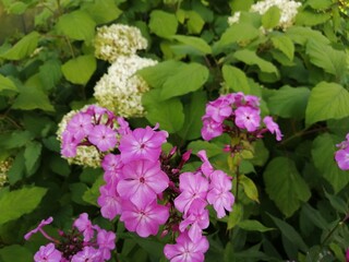 Pink Phlox paniculata and white Hydrangea arborescens bloom in the garden in summer.