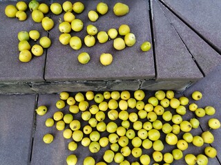 Edible vitamin yellow apple fruits of the Chaenomeles japonica shrub are collected from a bush and...