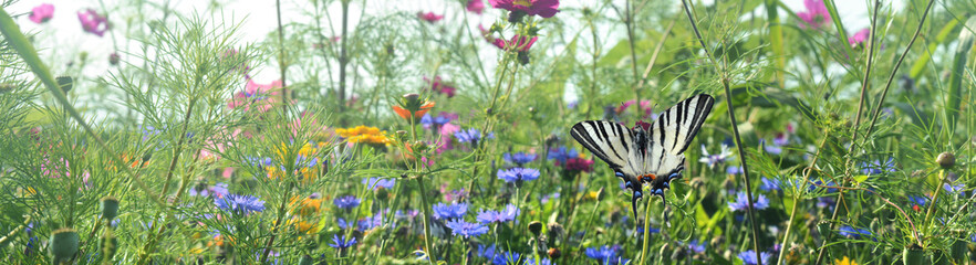 Schmetterling 1200 © K.-U. Häßler