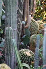 Photo various cacti in the botanical garden.