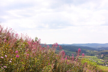 Obraz premium Many beautiful plants growing outdoors in mountains