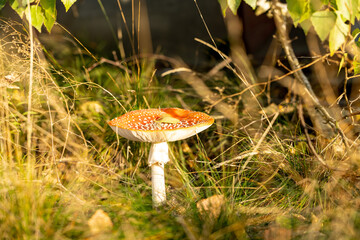 Red and white mushroom growing in green grass