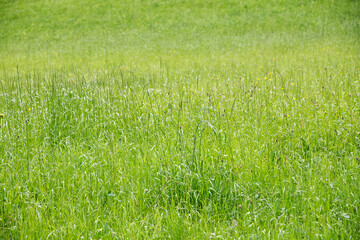 Field of green grass and wild flowers