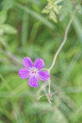 One wild pink purple flower