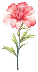 Obraz premium PNG Cute watercolor illustration of a Azalea flower minimal hibiscus blossom plant.