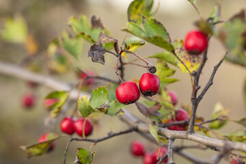 Obraz premium Red berries of crataegus monogyna growing on branch