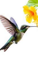 Obraz premium Sword-billed Hummingbird Flying and Sucking Nectar from Flower, on White Background, Photo Realistic, Wallpaper, Cover and Screen for Smartphone, PC, Laptop, 9:16 and 16:9 Format