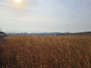 Golden field of tall grass under a hazy sun in the countryside