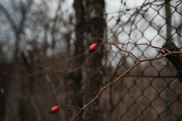 two rosehips on a branch on the background of an iron fence