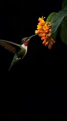 Sword-billed Hummingbird Flying and Sucking Nectar from Flower, on Black Background, Photo Realistic, Wallpaper, Cover and Screen for Smartphone, PC, Laptop, 9:16 and 16:9 Format