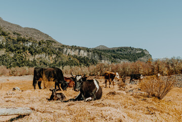 Cows at the entrance to the park and Cerro Tronador, San Carlos de Bariloche, Argentina