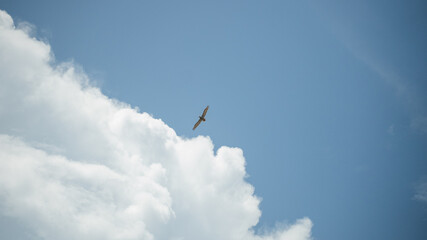 Bird in Flight: A single bird soars in the sky, against a backdrop of soft, white clouds and a bright blue sky. 