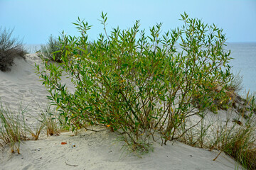 wierzba na wydmach nadmorskich, Wierzba ostrolistna, wierzba kaspijska, Salix acutifolia, willow vegetation on sand dunes © kateej