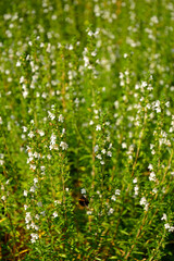 kwitnący cząber górski, Satureja montana, winter savory, mountain savory, Winter Savory Herb Plant 