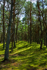 leśna ścieżka z mchem, droga leśna z reflekasami słońca, forest path, Sunlit Path through, Serene forest path illuminated by sunlight, wysokie drzewa i lesna ścieżka oświetlona słońcem	