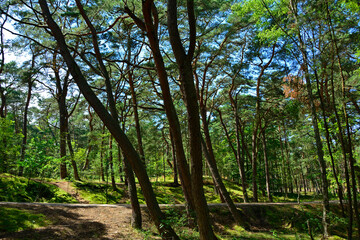leśna ścieżka, droga leśna z reflekasami słońca, forest path, Sunlit Path through, Serene forest path illuminated by sunlight, wysokie drzewa i lesna ścieżka oświetlona słońcem  © kateej