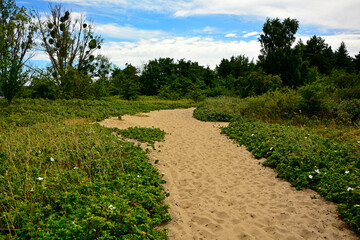 piaszczysta droga na wydmach z dziko rosnacymi różami, nadmorska droga i róże pomarszczone, Róża pomarszczona, róża fałdzistolistna, róża japońska, Rosa rugosa, beach rose, Japanese rose, Ramanas rose © kateej