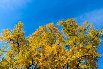 Fall leaves in park. Autumn forest. Nature in fall season. Autumnal season in park. Seasonal leaves and trees. Natural autumn or fall season. Autumn beauty of nature. Nature in forest. Golden leaves