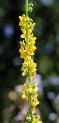 Agrimonia eupatoria blooms among herbs