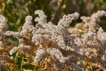 Dry plants in the garden. Canadian goldenrod (lat. Solidago canadensis) is a perennial herb; a species of the genus Goldenrod of the family Asteraceae, or Compositae (Asteraceae).
