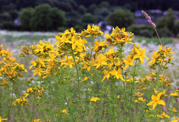 In the wild bloom hypericum perforatum