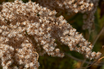 Dry plants in the garden. Canadian goldenrod (lat. Solidago canadensis) is a perennial herb; a species of the genus Goldenrod of the family Asteraceae, or Compositae (Asteraceae).