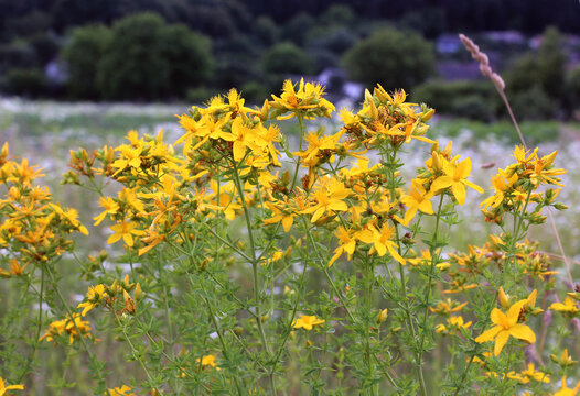 In the wild bloom hypericum perforatum