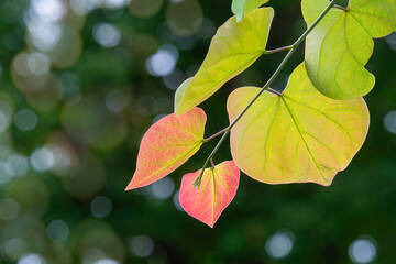 Leaves of an eastern redbud tree appear to glow in the late afternoon sun
