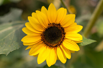 sunflower in the garden